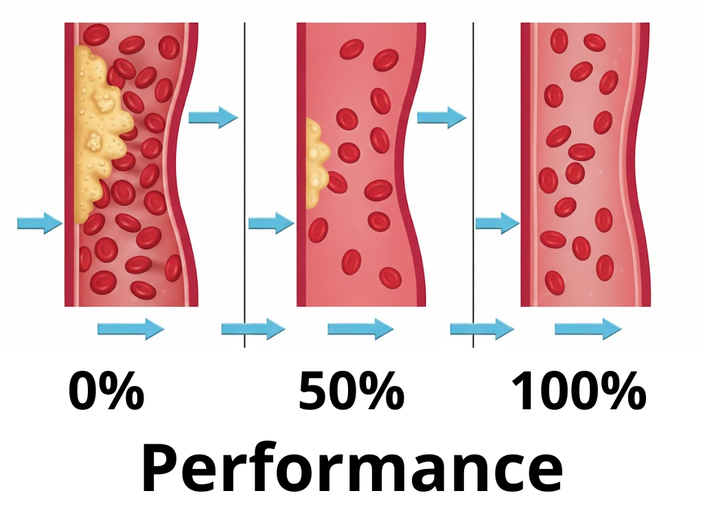 Evolution of blood flow in the penis: soft member, half-erect member and 100% hard member